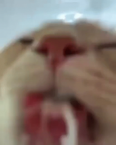 Cat Licking Water Quickly GIF