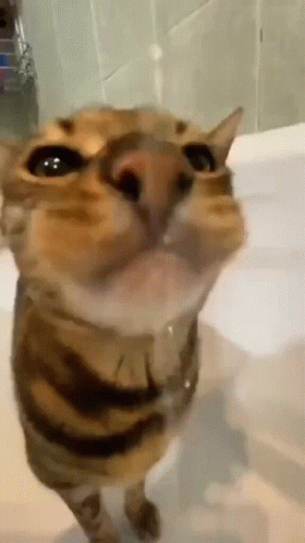 Cat Licking Water To Drink GIF