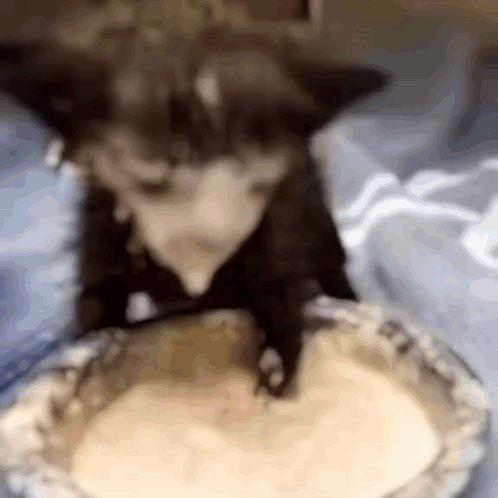 Cat Licking Yogurt Bowl