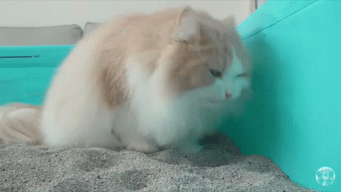 Cat Licking Yuck GIF
