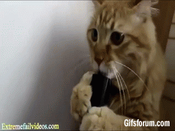 Cat Licks Vacuum Cleaner GIF