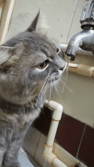 Cat Licks Water Tongue Sticking Out GIF