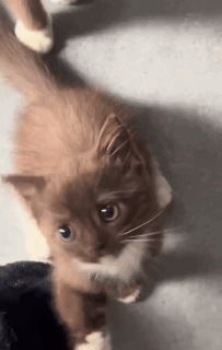 Cat Looking at Camera