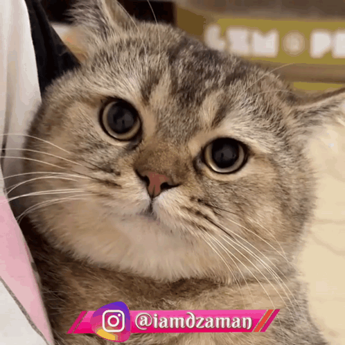 Cat Looking At Camera GIF