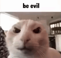 Cat Looking at Camera Saying Be Evil