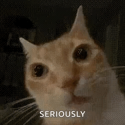 Cat Looking at Camera Saying Seriously