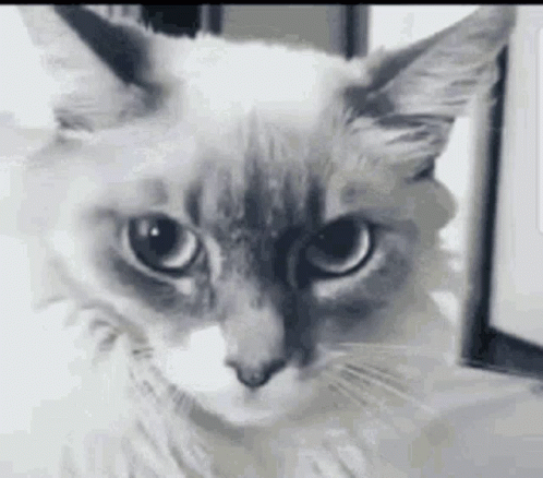 Cat Looking At Camera GIF