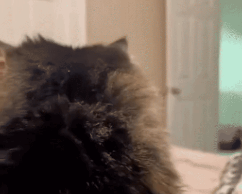 Cat Looking at Camera with Door in Background
