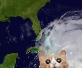 Cat Looking At Camera With Earth Map GIF