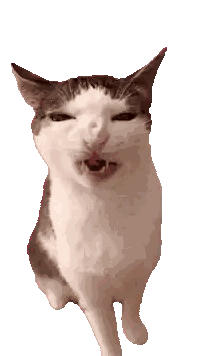 Cat Looking at Camera with Mouth Open