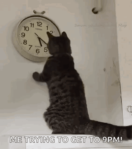 Cat Looking at Clock Saying Me Trying to Get to 9pm