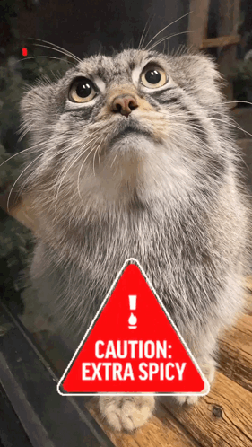 Cat Looking at Extra Spicy Caution Sign