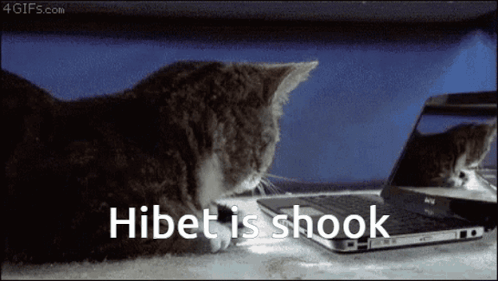 Cat Looking At Laptop Hibet Is Shook GIF