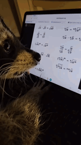 Cat Looking At Math Problem On Computer Screen GIF
