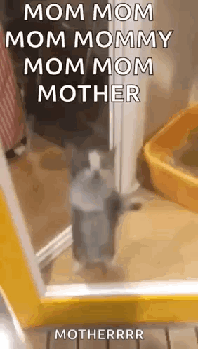 Cat Looking At Mirror GIF