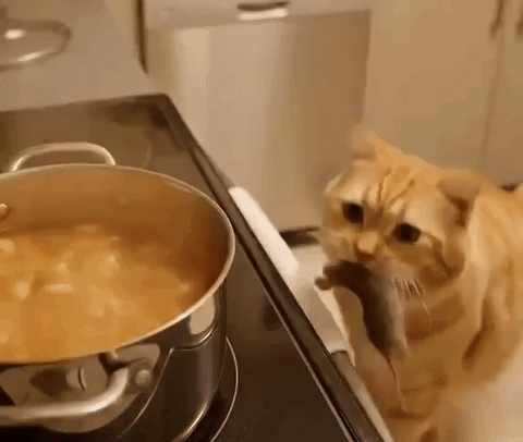 Cat Looking at Pot of Soup on Stove