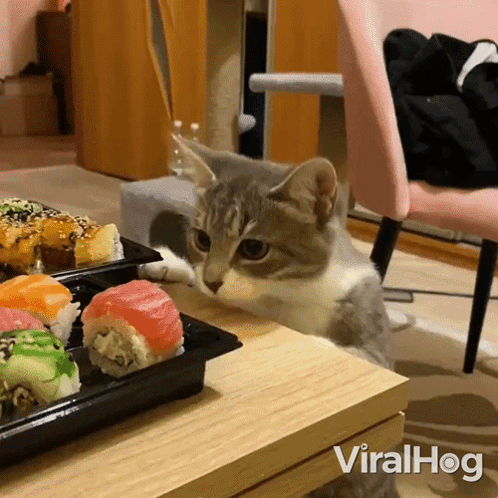 Cat Looking At Sushi Rolls Viralhog GIF