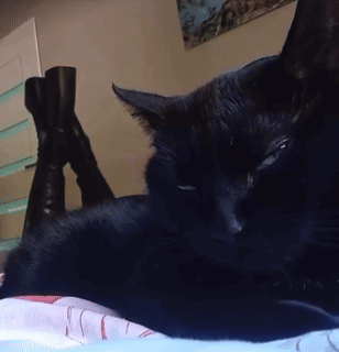 Cat Looking