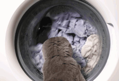 Cat Looking Into Washing Machine Full Of Laundry GIF