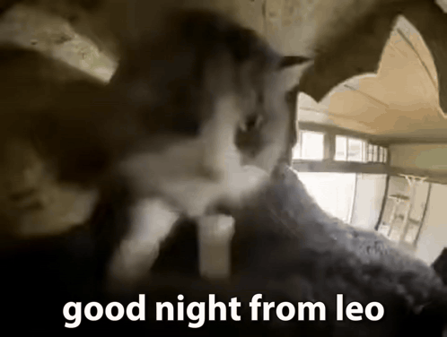 Cat Looking Out of Hole Saying Good Night from Leo