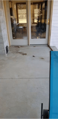 Cat Looking Out The Window GIF