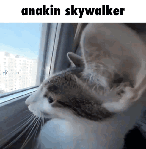 Cat Looking Out Window Anakin Skywalker GIF