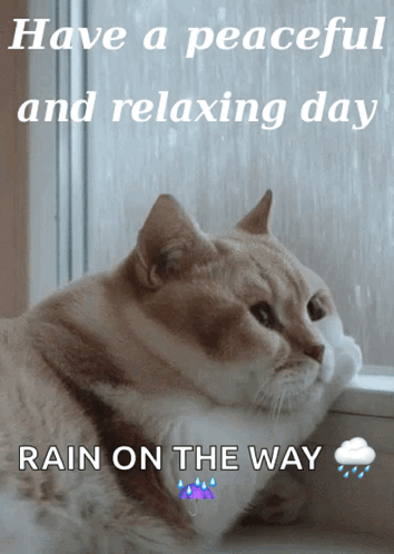 Cat Looking Out Window Rain On Way GIF
