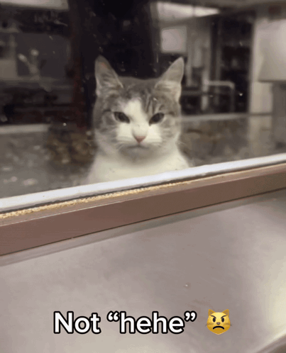 Cat Looking Out Window Saying Not Hehe