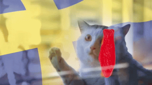 Cat Looking Out Window With Gummy Bear