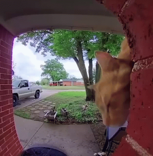 Cat Looking Through Doorway at Parked Truck