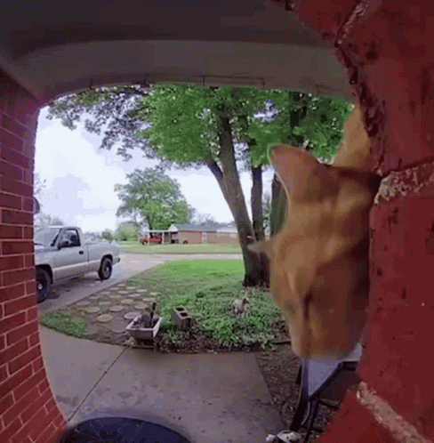 Cat Looking Through Doorway at Truck