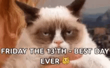 Cat Looking Tired Friday The 13th GIF
