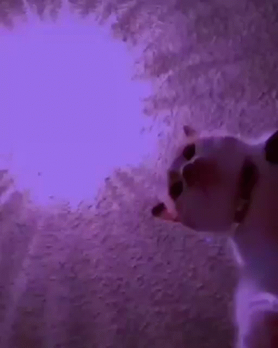 Cat Looking Up at Purple Light