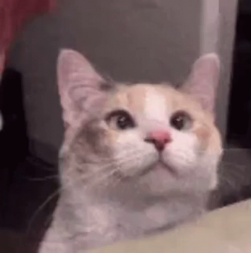 Cat Looking Up Close