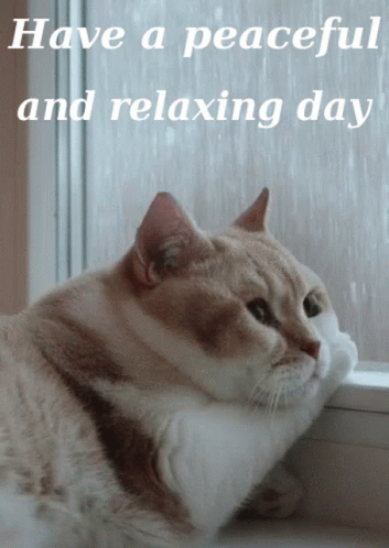 Cat Looking Window Says Have Peaceful And Relaxing Day GIF