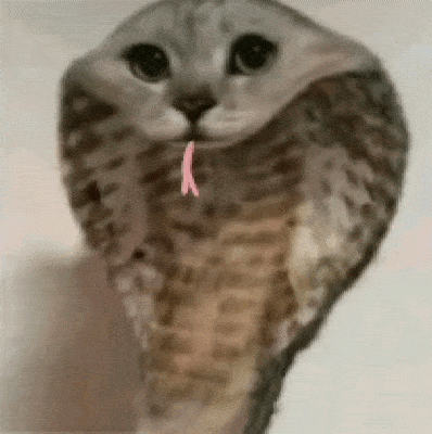 Cat Looks Like Cobra with Pink Tongue