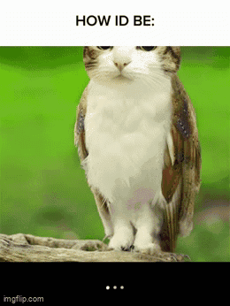 Cat Looks Like Owl
