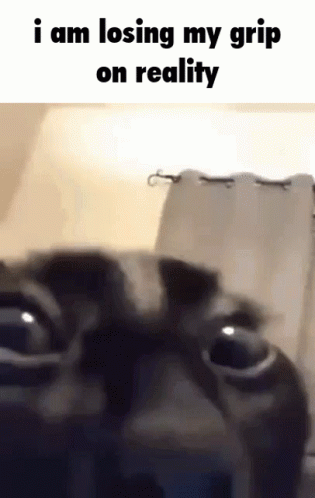 Cat Losing Grip on Reality
