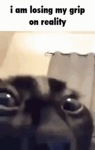 Cat Losing Grip on Reality