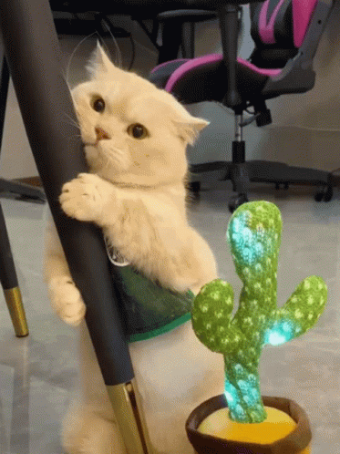 Cat Lover Afraid Of The Talking Cactus GIF