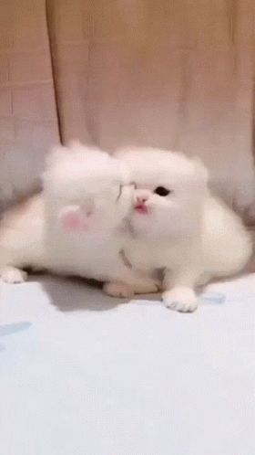 Cat Lover Baby Cat Hugging GIF