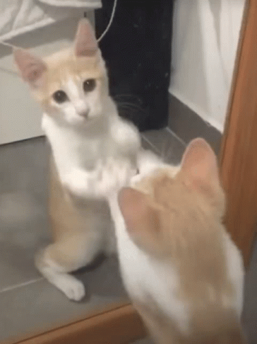 Cat Lover Cat In The Mirror GIF