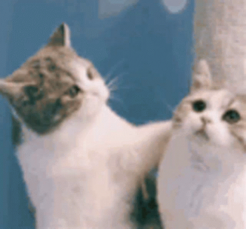 Cat Lover Comforting Each Other GIF
