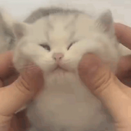 Cat Lover Fluffy Cheeks GIF