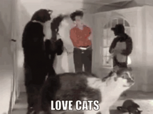 Cat Lover Guys In Costume GIF