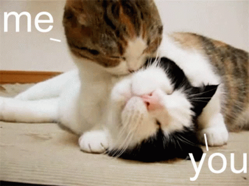 Cat Lover Me And You GIF