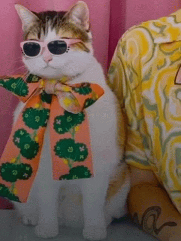 Cat Lover Summer Attire GIF
