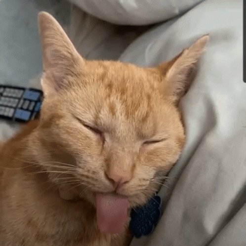 Cat Lover Tongue Out GIF