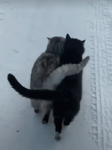 Cat Lover Walking Together In The Snows GIF
