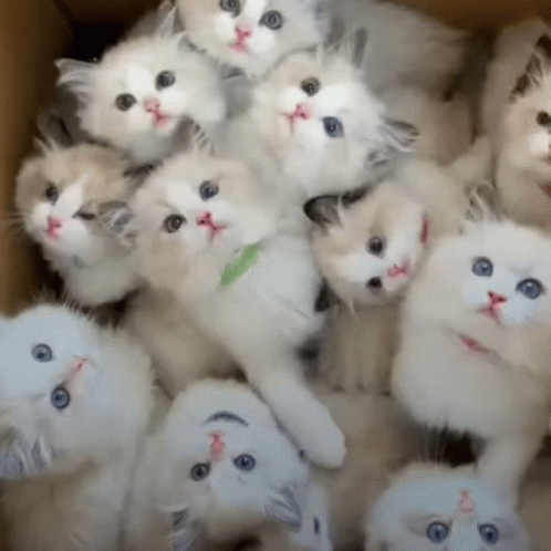 Cat Lover White Kitties In The Box GIF